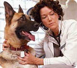 www.nydailynews.com depressed dog treated for PTSD good dog, bad doc